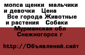 мопса щенки -мальчики и девочки › Цена ­ 25 000 - Все города Животные и растения » Собаки   . Мурманская обл.,Снежногорск г.